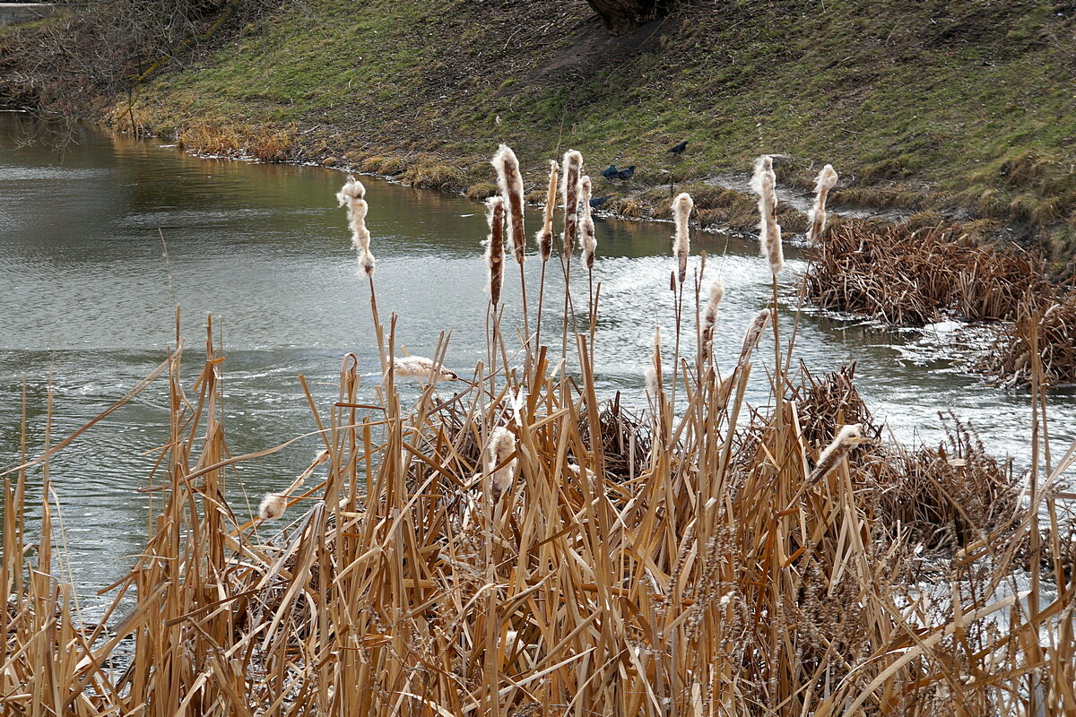Мой Март - Сеня Белгородский
