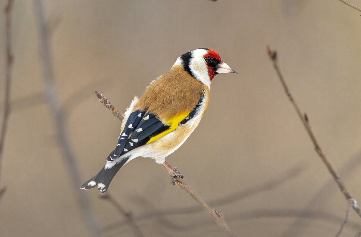 цегол. - юрий макаров цегол. - юрий макаров