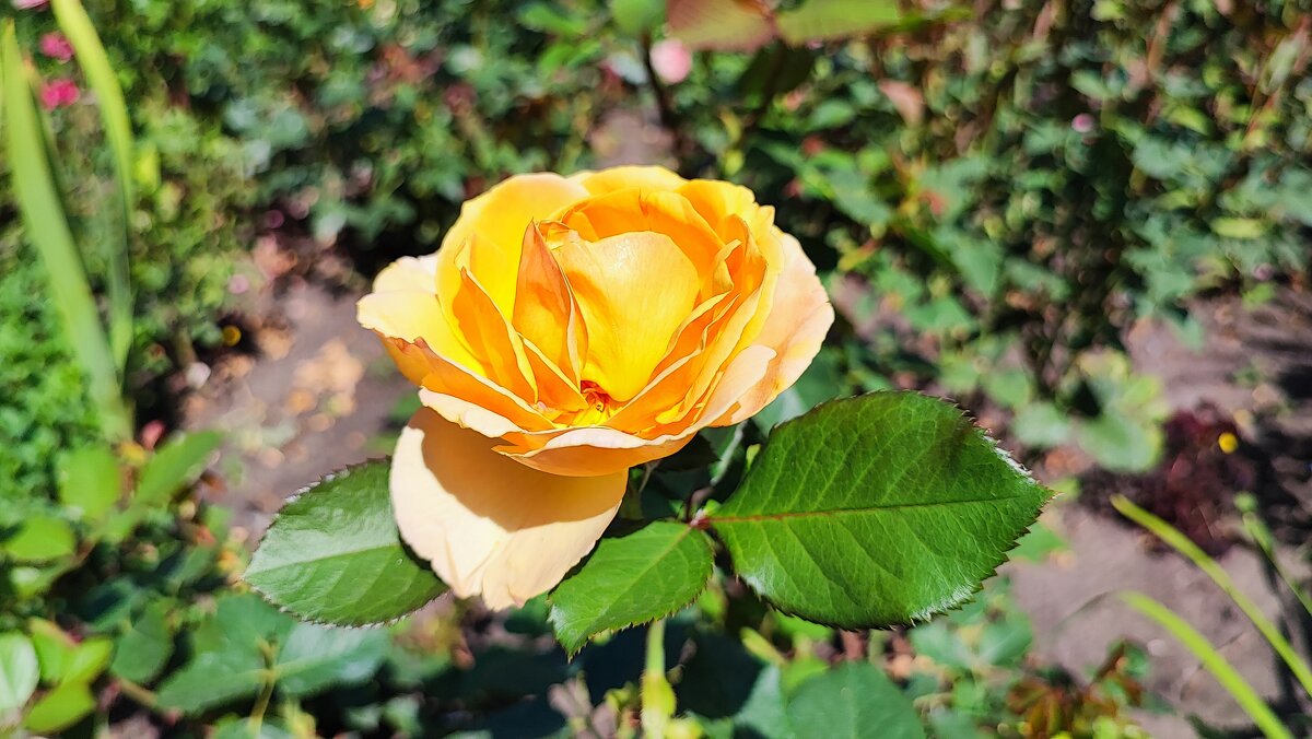 ,,, - Сергей Тимоновский ,,, - Сергей Тимоновский