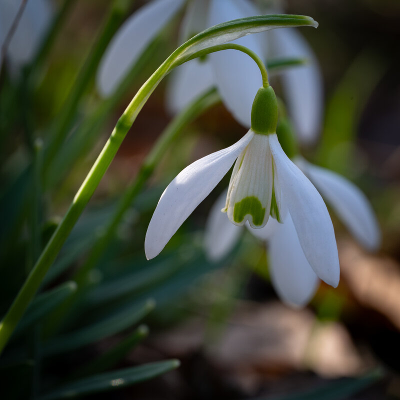 Подснежник и первые лучи солнышка... - Referee (Дмитрий)