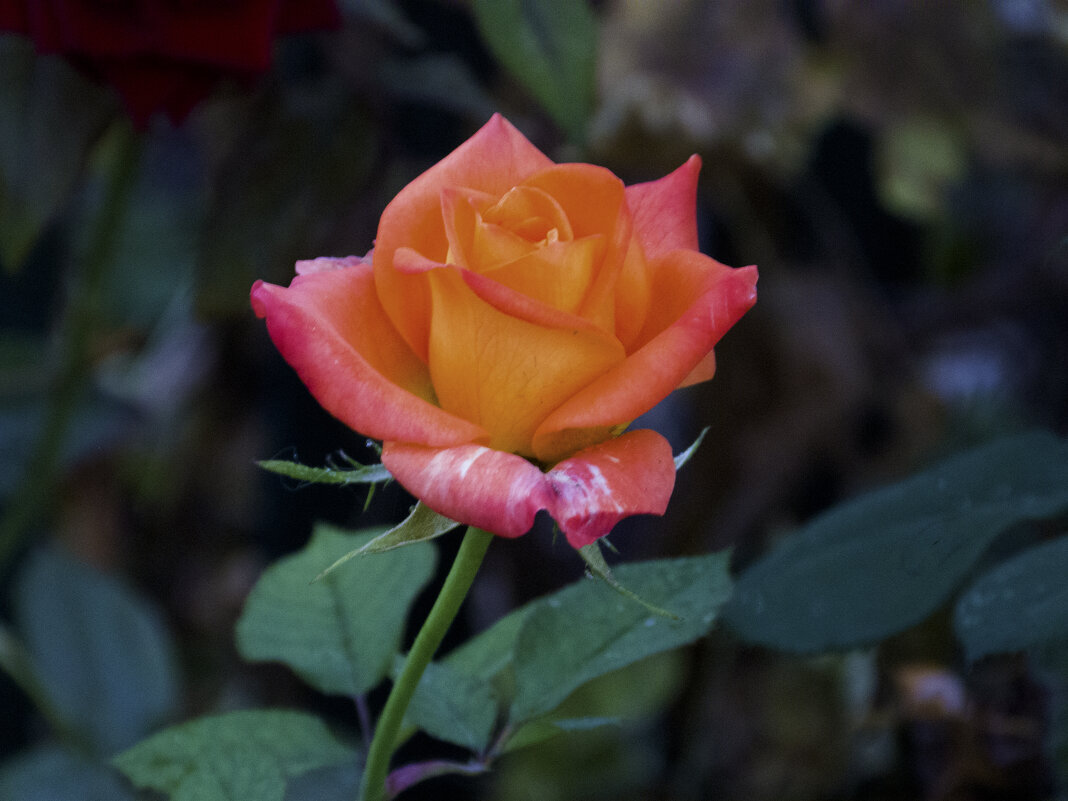 Роза Флорибунда - Валентин Семчишин Роза Флорибунда - Валентин Семчишин