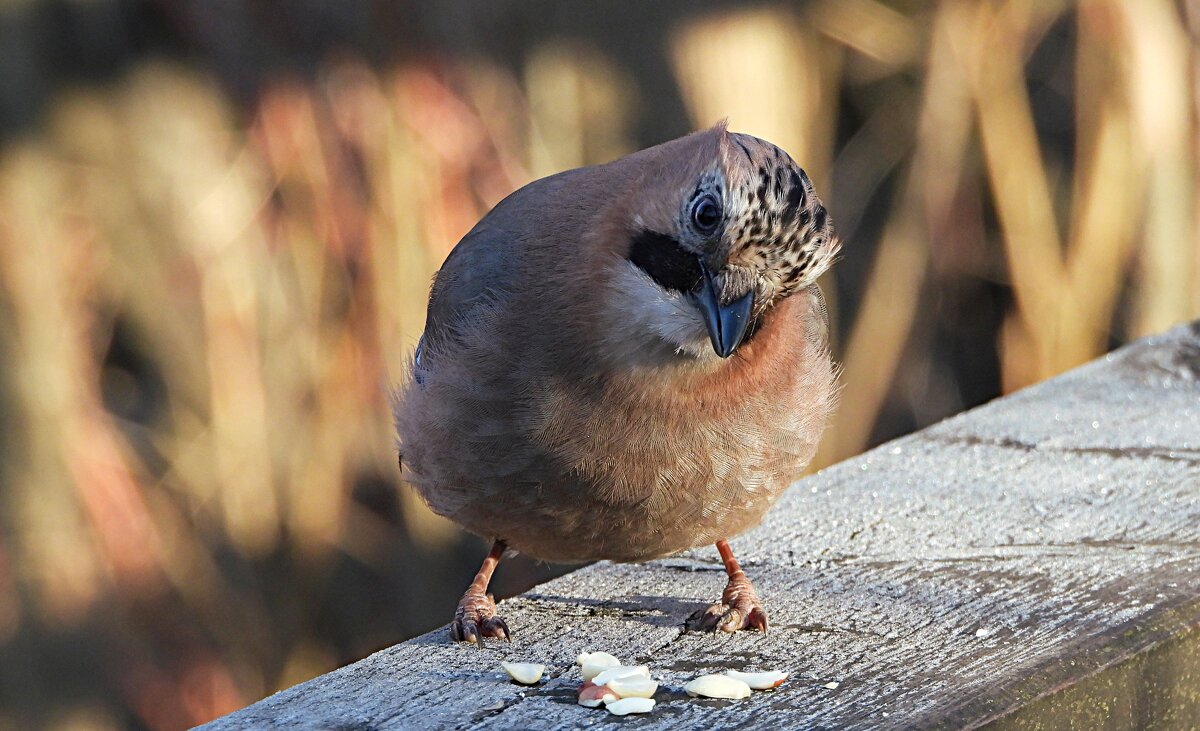 Сойка - Лина Сойка - Лина