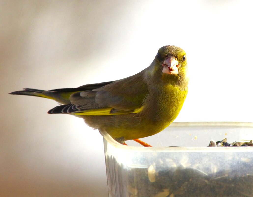 А ты чего смотришь !?.. - Юрий Куликов А ты чего смотришь !?.. - Юрий Куликов