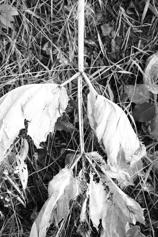 Название отсутствует - Денис Безногов Название отсутствует - Денис Безногов