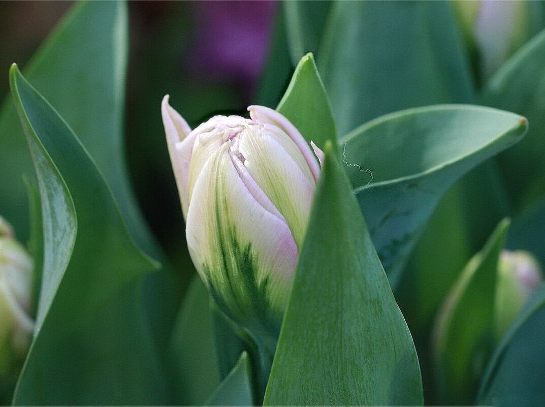 тюльпан - ZNatasha -