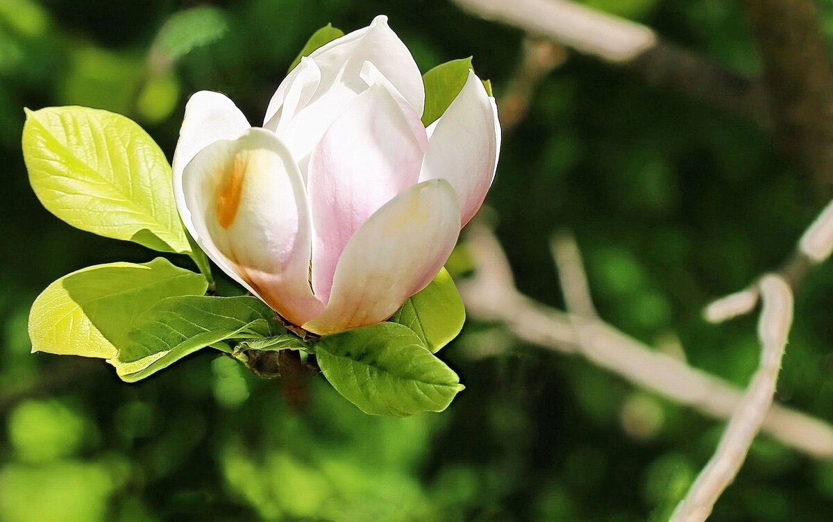 Весна - ZNatasha -