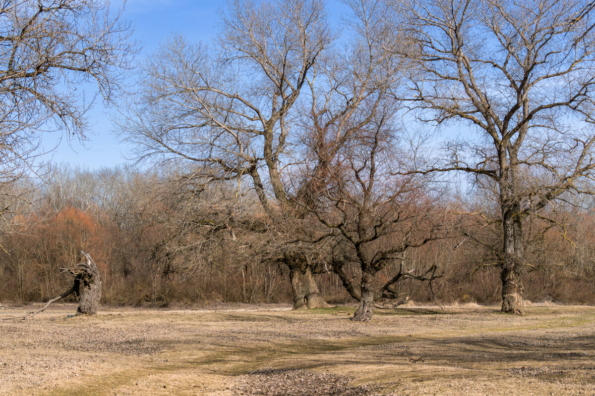 Весенние прогулки - Игорь Сикорский Весенние прогулки - Игорь Сикорский
