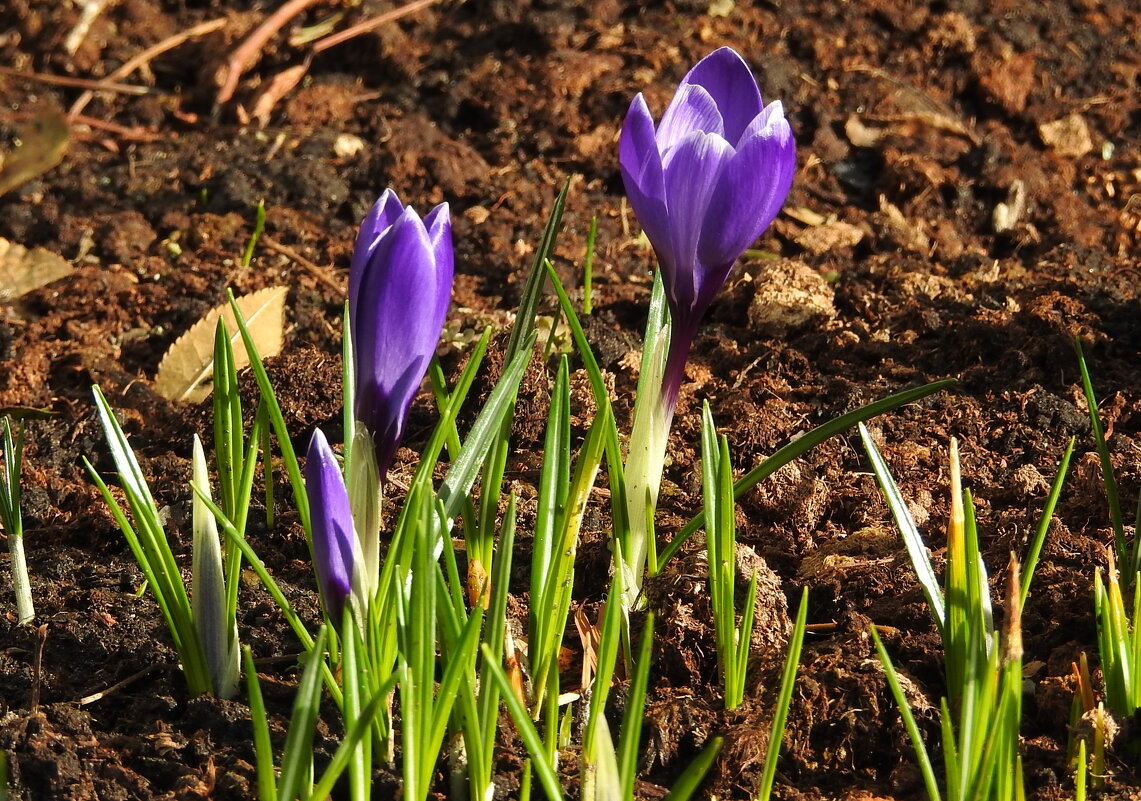 **** - ИННА ПОРОХОВА