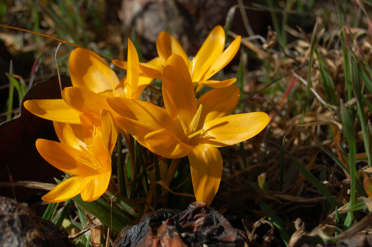 Наконец весна - Insanus Jackal Наконец весна - Insanus Jackal