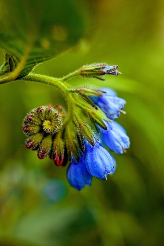 *** - Яна Горбунова