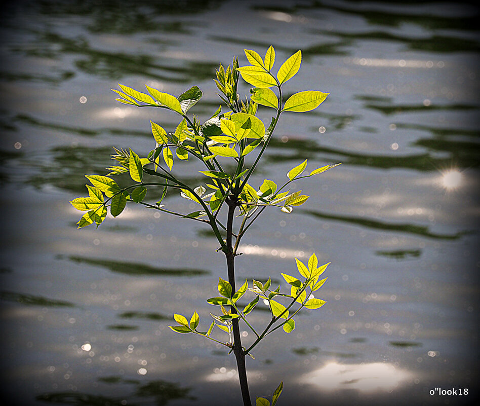у природы свои законы - Олег Лукьянов