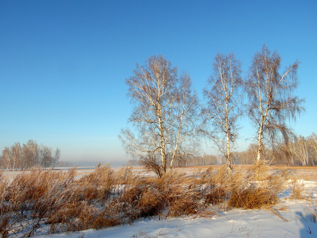 Три берёзки-три подружки. - nadyasilyuk Вознюк Три берёзки-три подружки. - nadyasilyuk Вознюк