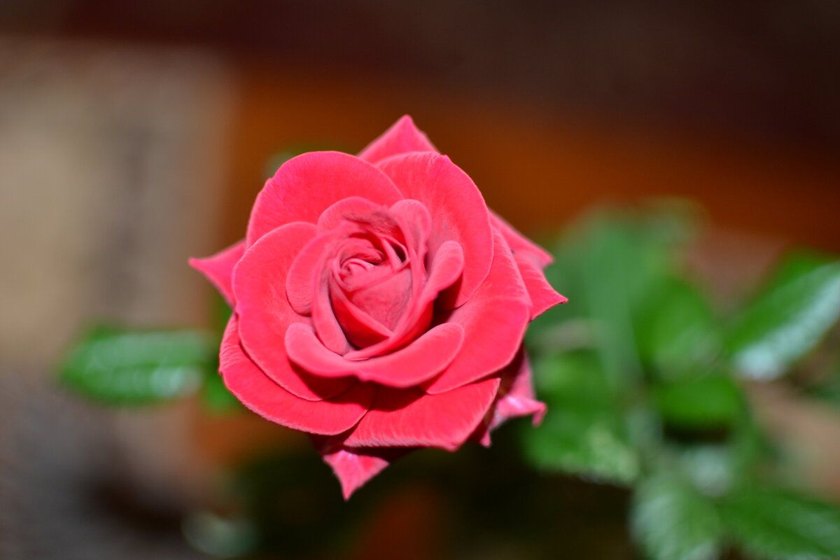 Роза домашняя. - Михаил Столяров Роза домашняя. - Михаил Столяров