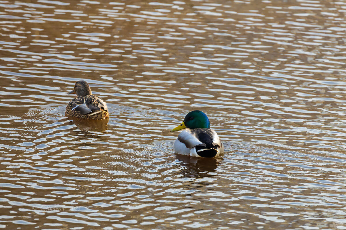 Утиная пара - Александр Синдерёв