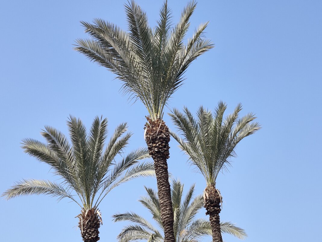 Букет пальм ! - Светлана Хращевская Букет пальм ! - Светлана Хращевская