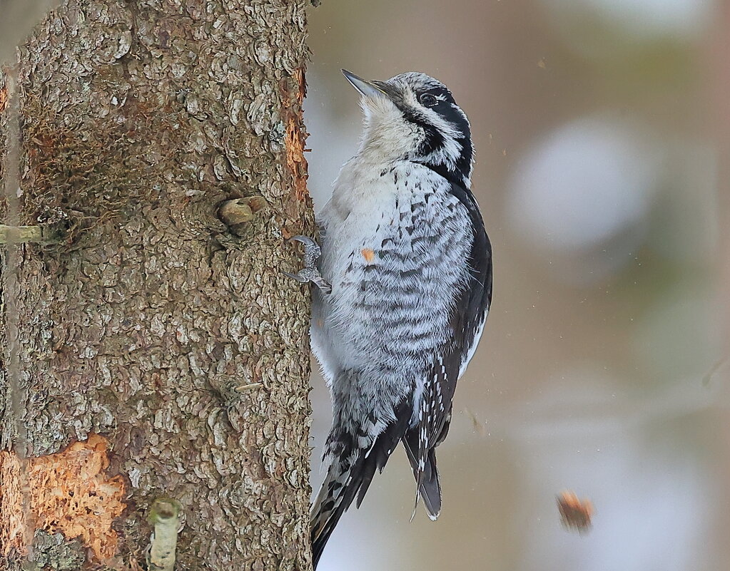 Трёхпалый... - Владилен Панченко