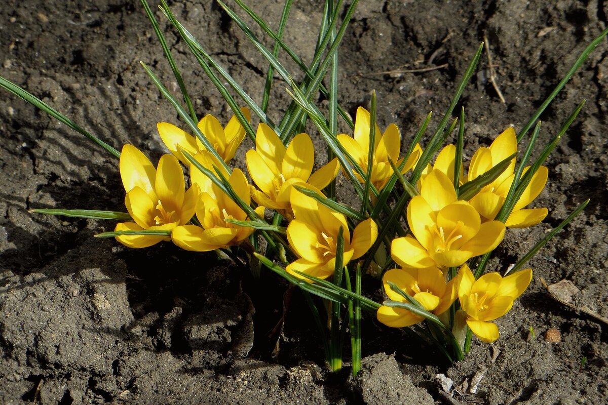 Солнечные крокусы весны - Татьяна Смоляниченко Солнечные крокусы весны - Татьяна Смоляниченко