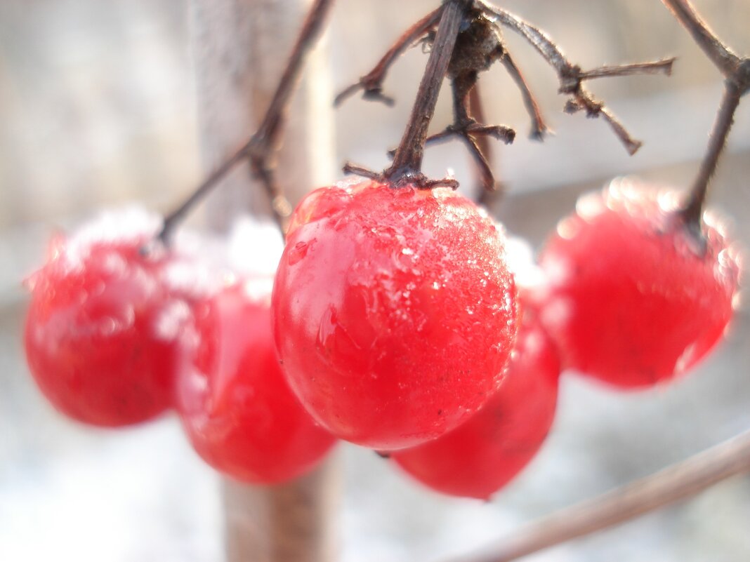 калина - Елена Кордумова