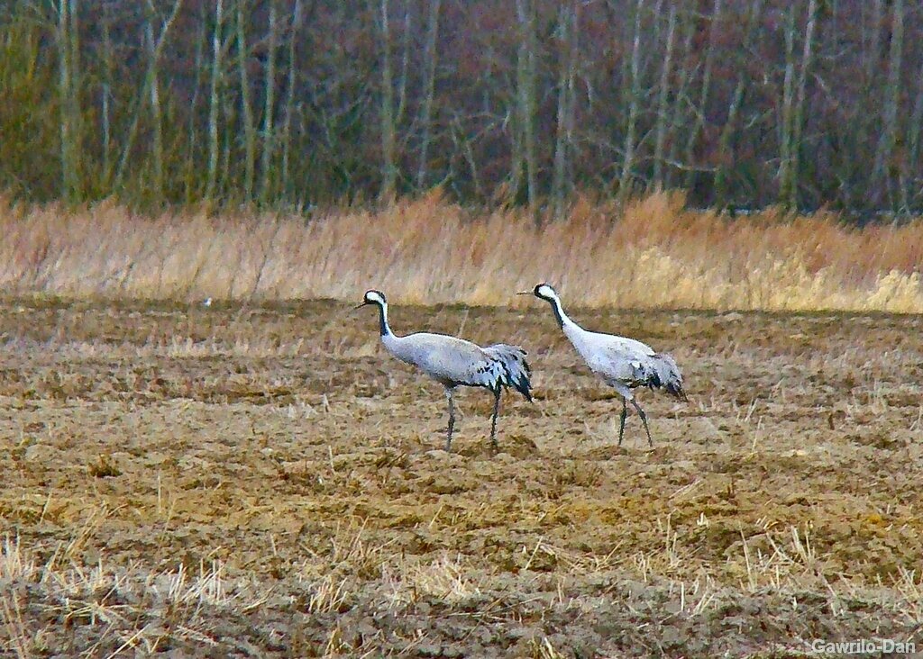 журавли на весеннем пролете - gawrilа - dan журавли на весеннем пролете - gawrilа - dan