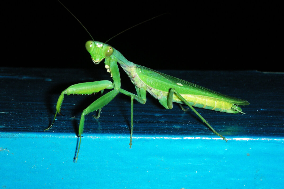 Богомол - Ирина Ватолина