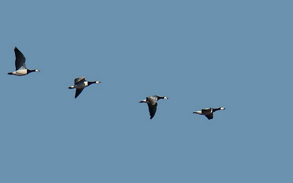 белощекие казарки на весеннем пролете - gawrilа - dan белощекие казарки на весеннем пролете - gawrilа - dan