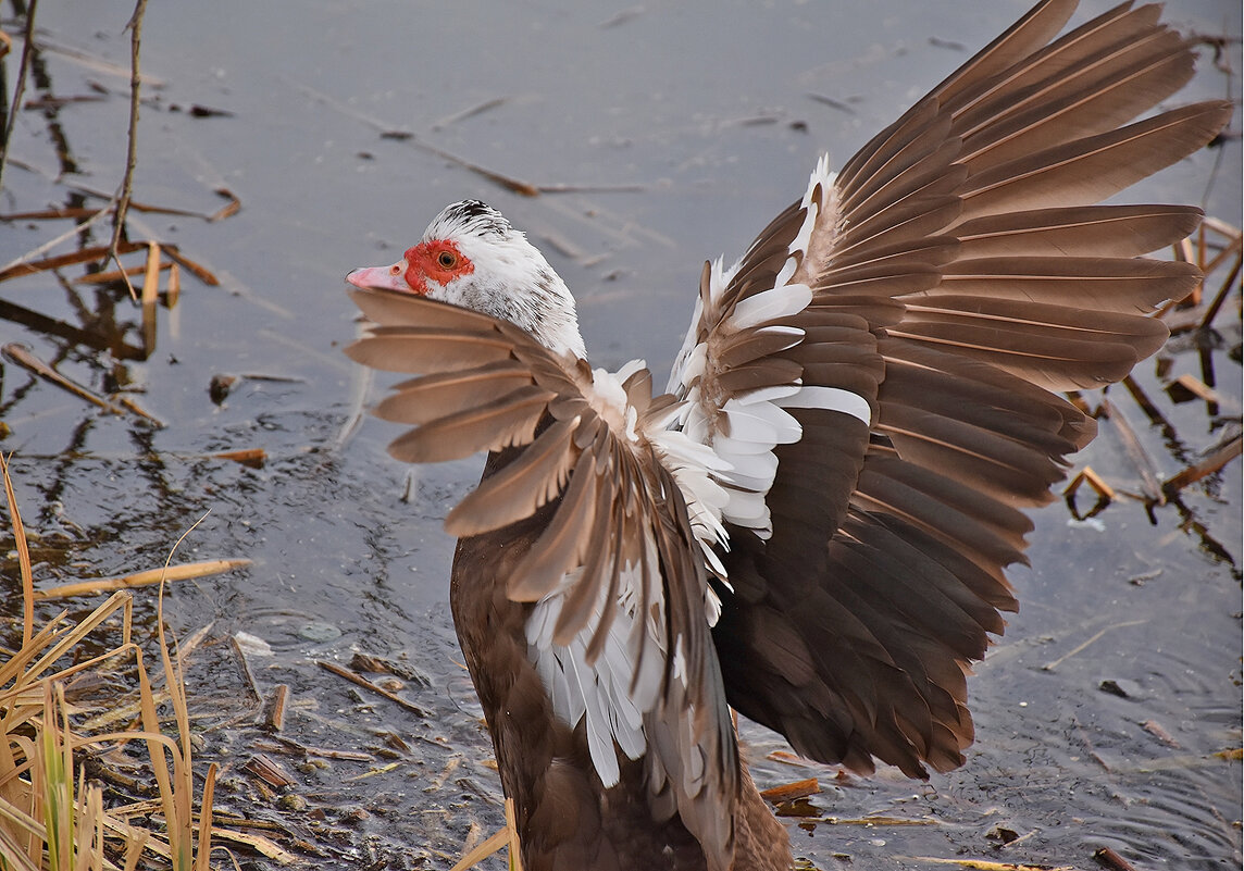 Нравятся крылья?! - Валентина Нефёдова Нравятся крылья?! - Валентина Нефёдова