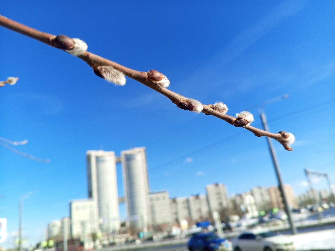 Ива - Сапсан 