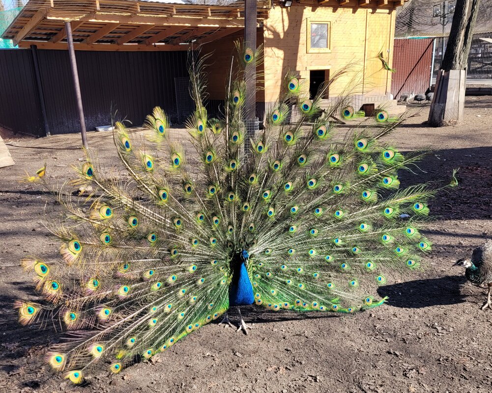 Птица с королевским хвостом - Татьяна Машошина Птица с королевским хвостом - Татьяна Машошина