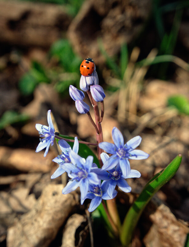 утро - Всеволод утро - Всеволод