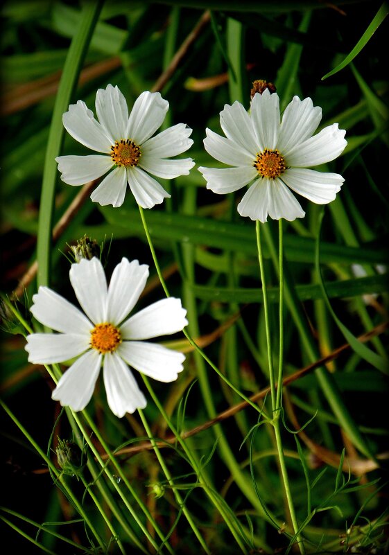 Космейки. - nadyasilyuk Вознюк Космейки. - nadyasilyuk Вознюк