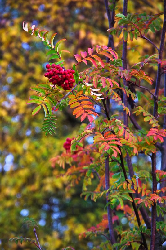 Рябинушка - Руслан 