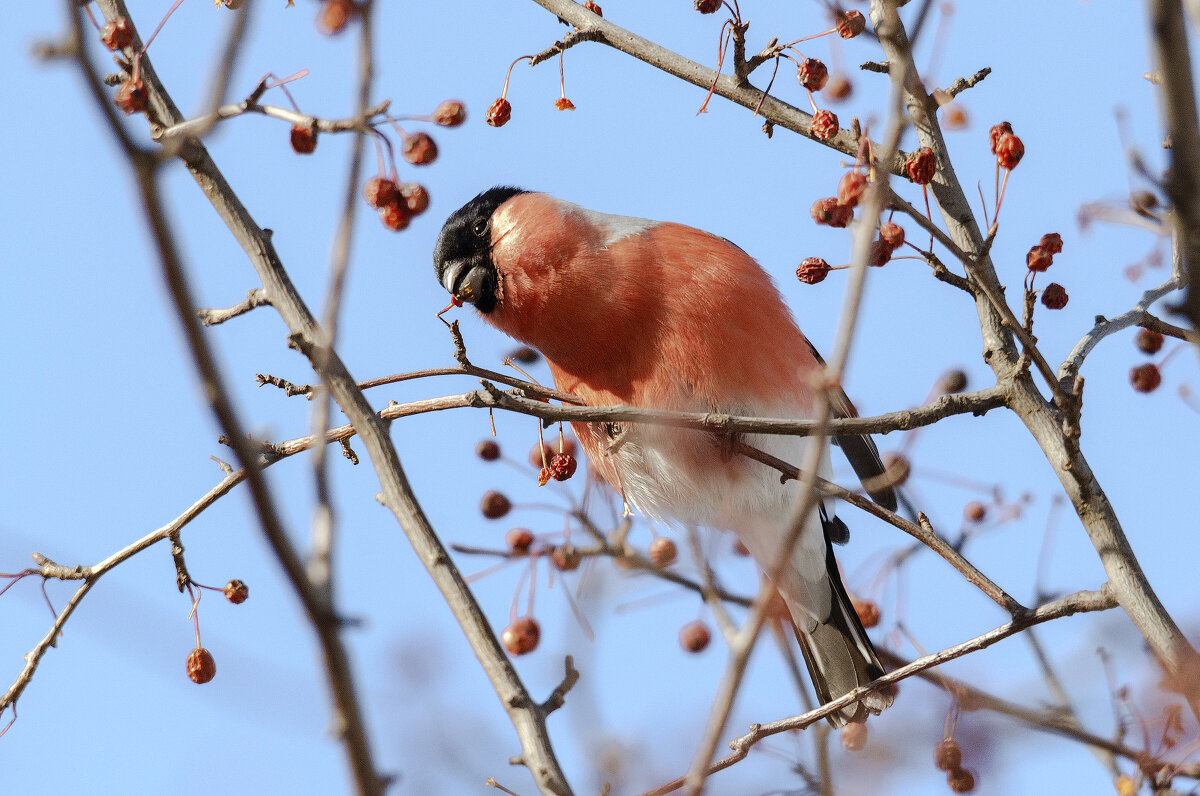 Снегирь. - Виктор Иванович Чернюк Снегирь. - Виктор Иванович Чернюк