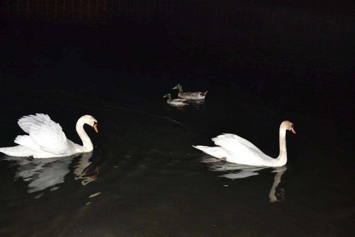 "Все подружки по парам..." - Надежда 