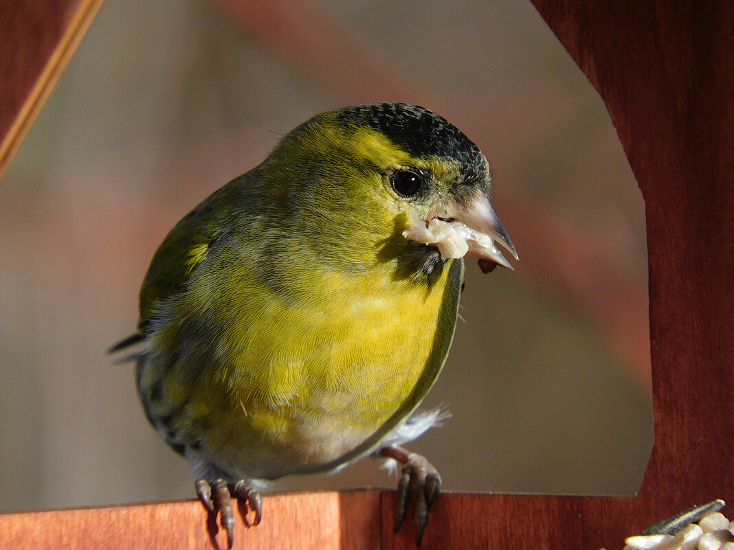 Чиж - Лина Чиж - Лина