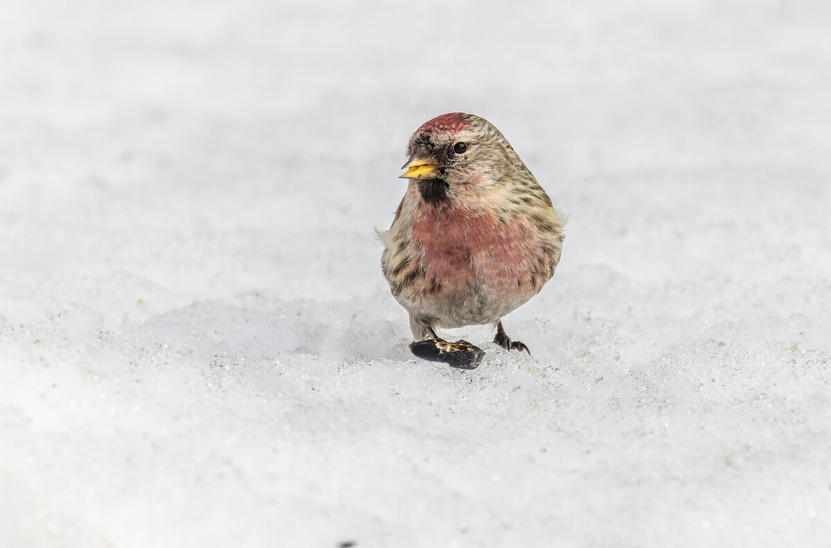 чечетка - юрий макаров