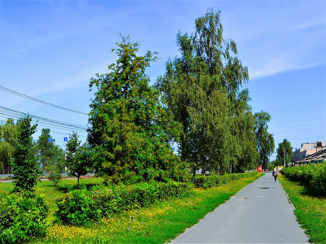 Чебоксары. Рябиново-берёзовая аллея проспекта Ивана Яковлева. - Пётр Чернега Чебоксары. Рябиново-берёзовая аллея проспекта Ивана Яковлева. - Пётр Чернега