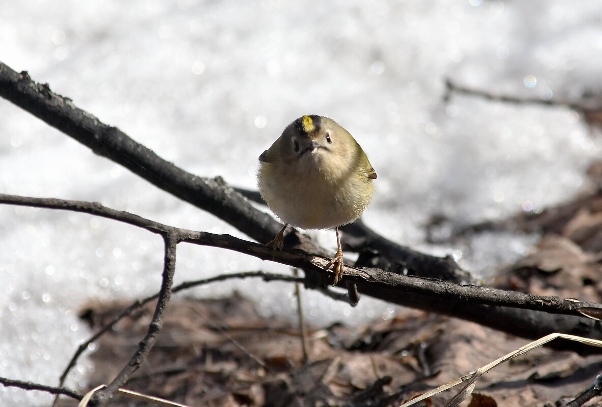 Королек. - Алексей . Королек. - Алексей .