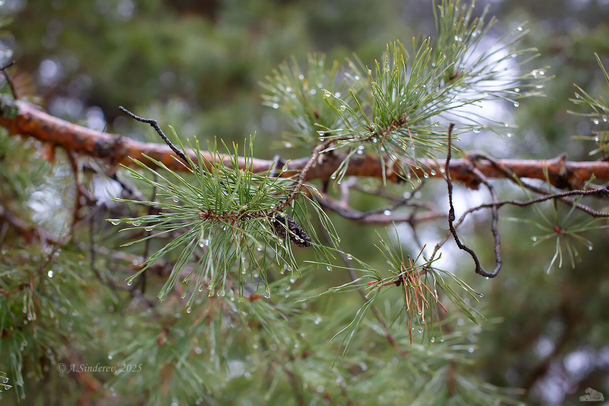 Сосновые ветви после дождя - Александр Синдерёв