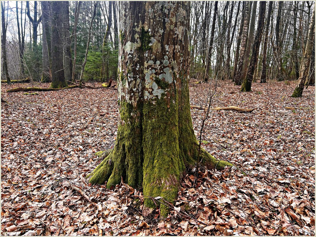Прогулка по весеннему лесу. - Валерия Комова