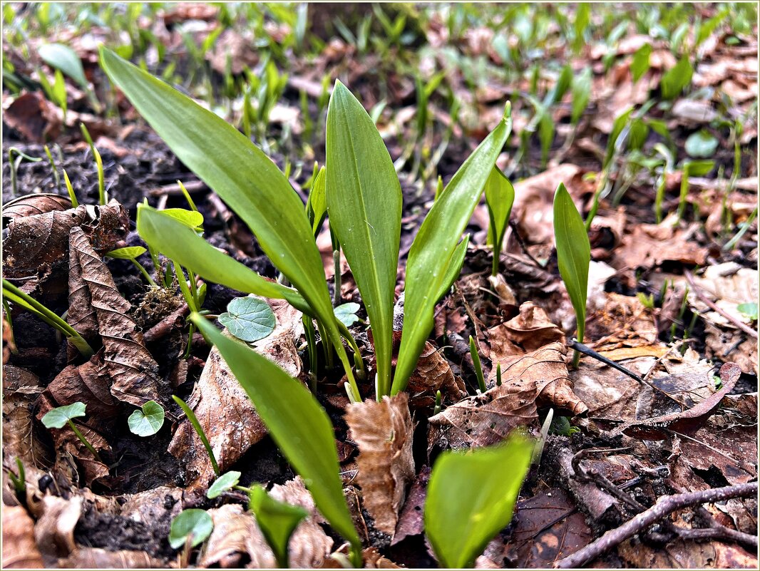 Прогулка по весеннему лесу. Черемша. - Валерия Комова Прогулка по весеннему лесу. Черемша. - Валерия Комова