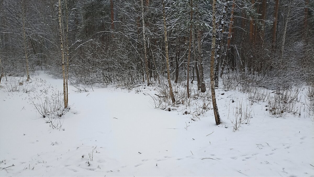 В мартовском лесу - Татьяна Тюменка В мартовском лесу - Татьяна Тюменка