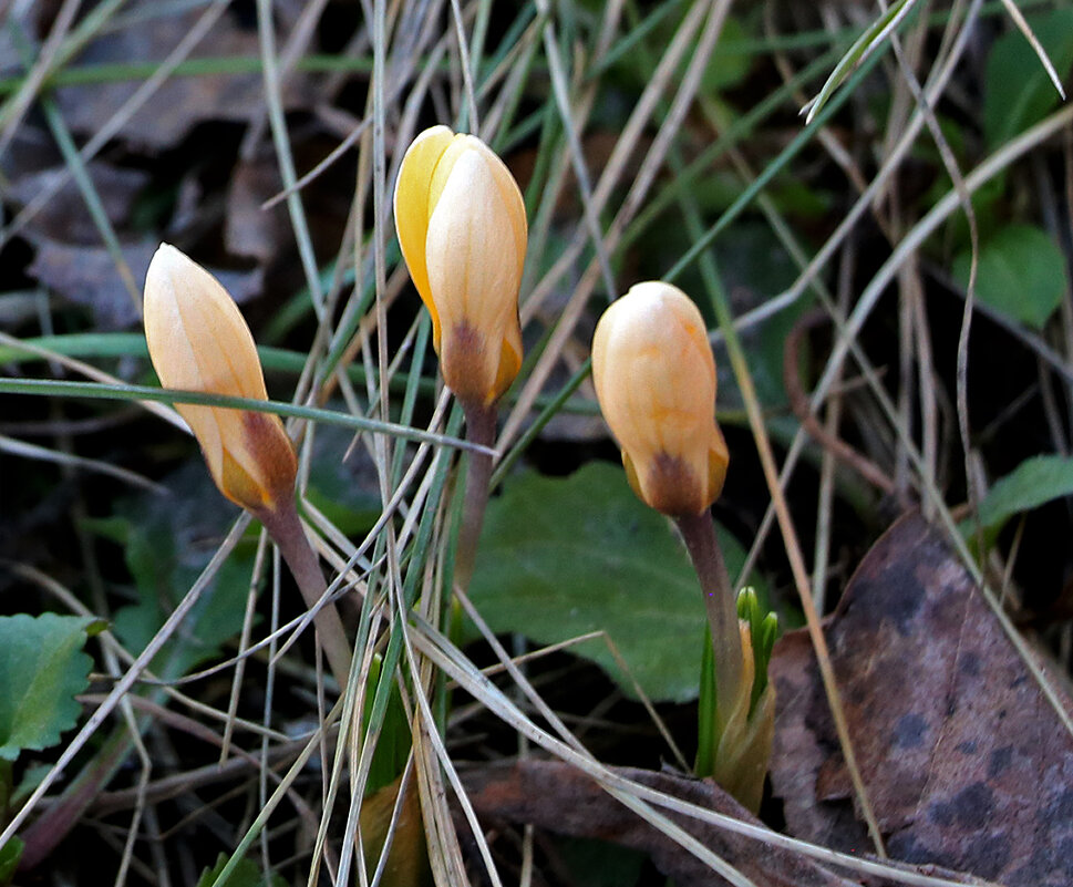 Проклюнулись... - Светлана 