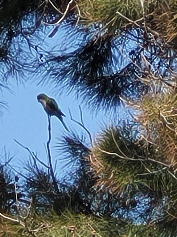 Один совсем один! - Светлана Хращевская