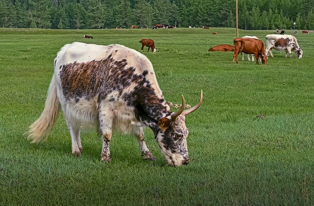 Якутская порода коров - Aleksey Afonin Якутская порода коров - Aleksey Afonin