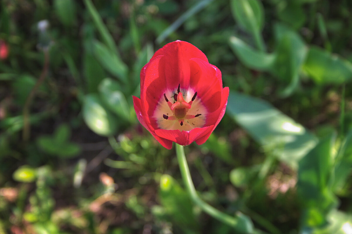 Тюльпан на даче - Джованни Луче