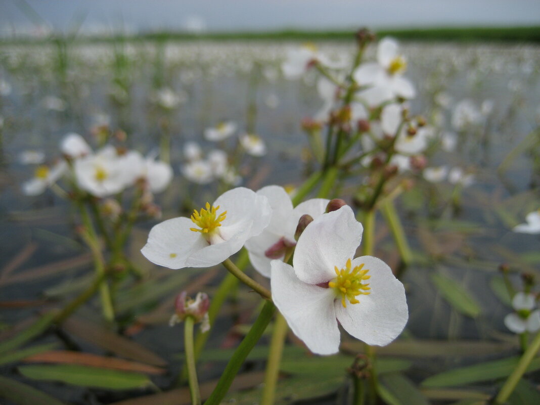 Стрелолист - Anna Ivanova Стрелолист - Anna Ivanova