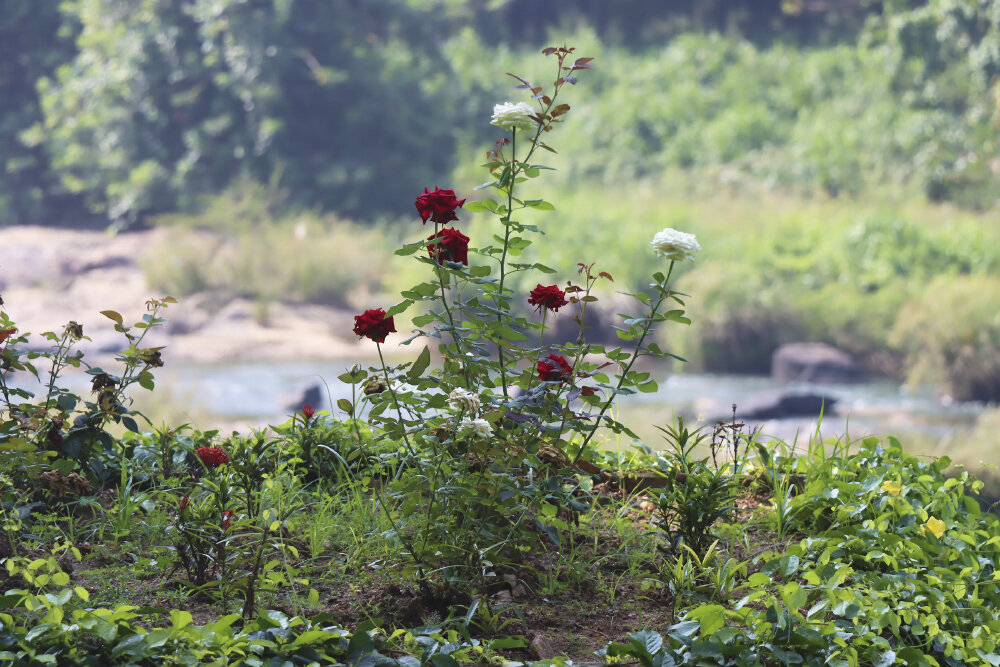 Прелестный розовый кустик на берегу р. Маха-Ойа - Галина Ильясова