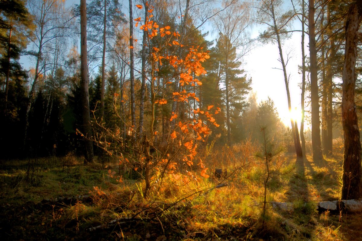 Краски осени - Александр Мотырев Краски осени - Александр Мотырев