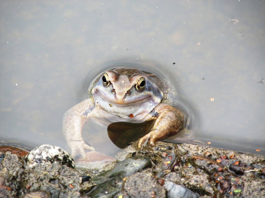 -Привет! - Galaelina *** -Привет! - Galaelina ***