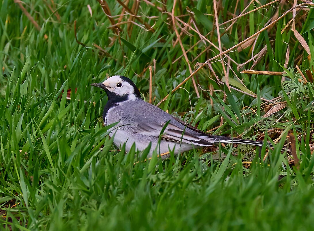 Трясогузка.. - Александр Посошенко